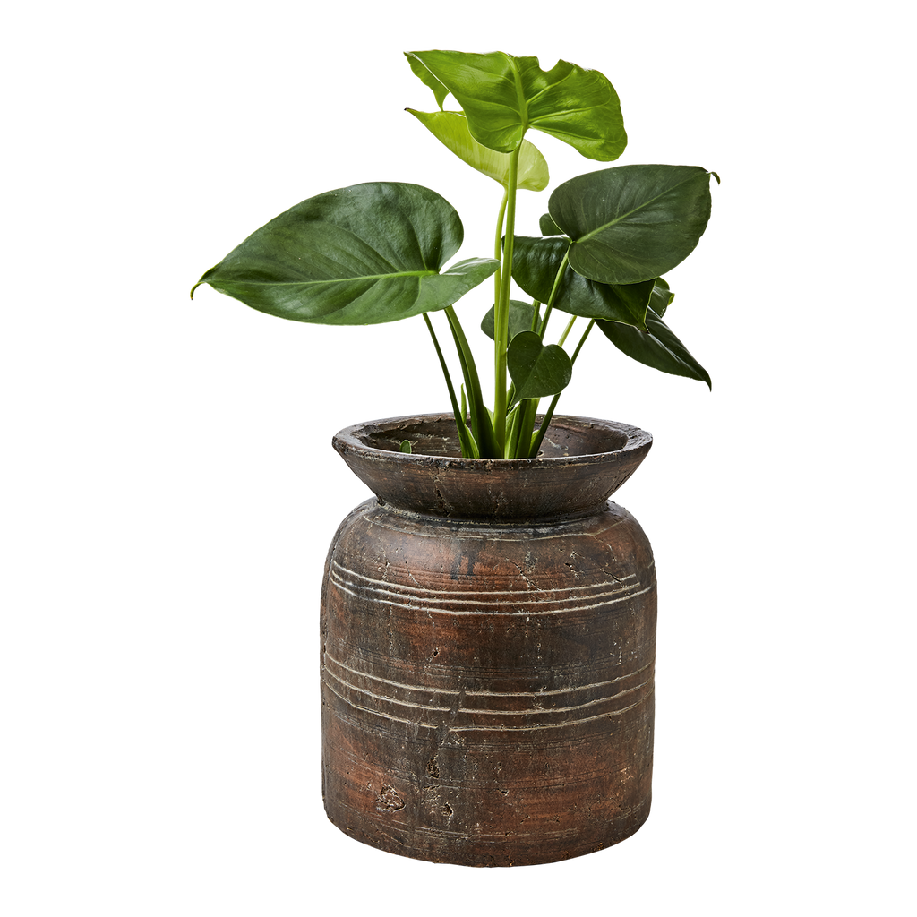 CAMILLE Kruka M, Brun 2st