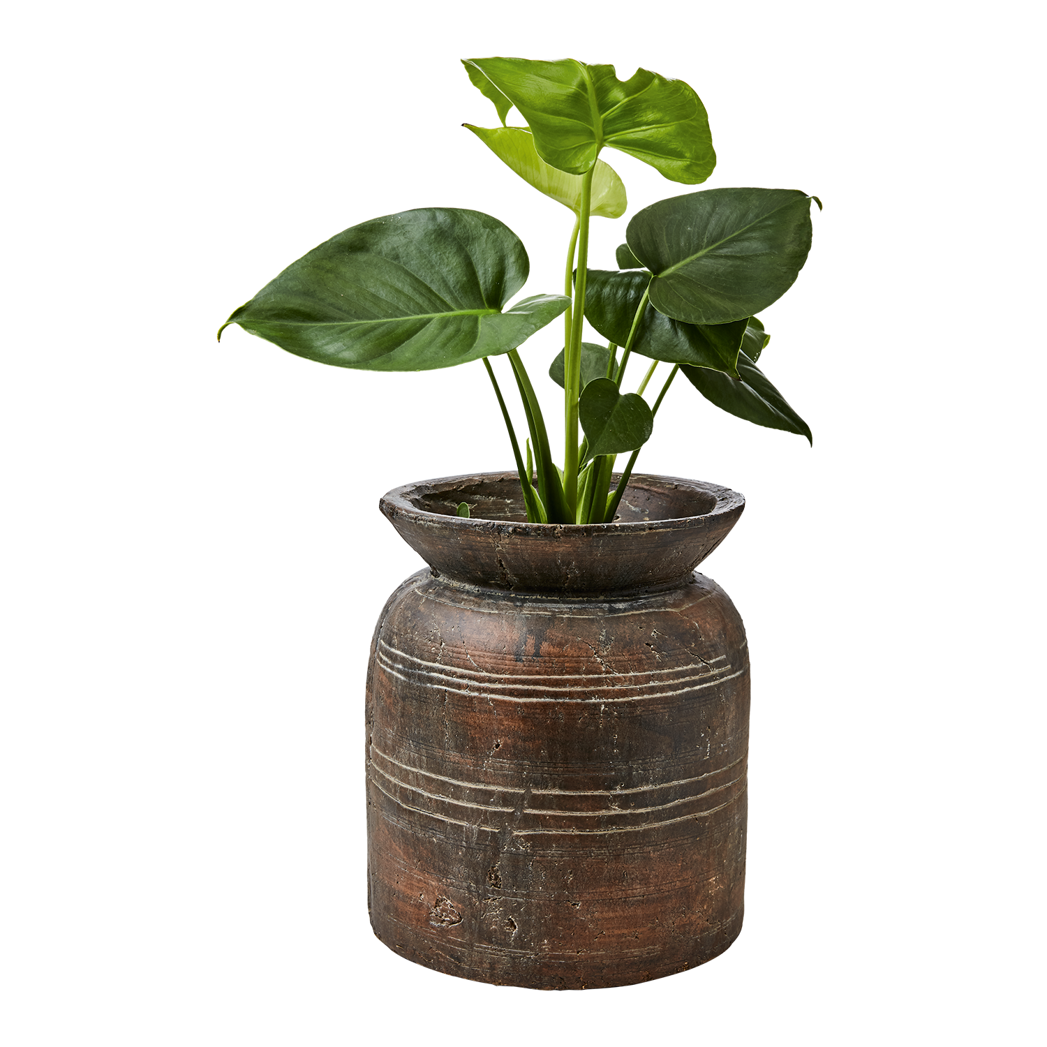 CAMILLE Kruka M, Brun 2st