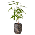 CAMILLE Kruka M, Svart/brun 2st