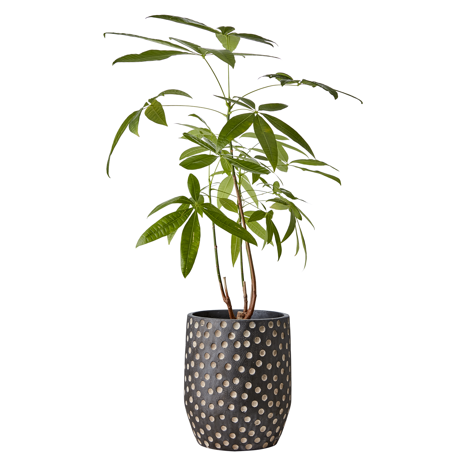 CAMILLE Kruka M, Svart/brun 2st