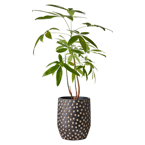 CAMILLE Kruka M, Svart/brun 2st