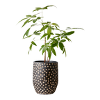 CAMILLE Kruka L, Svart/brun