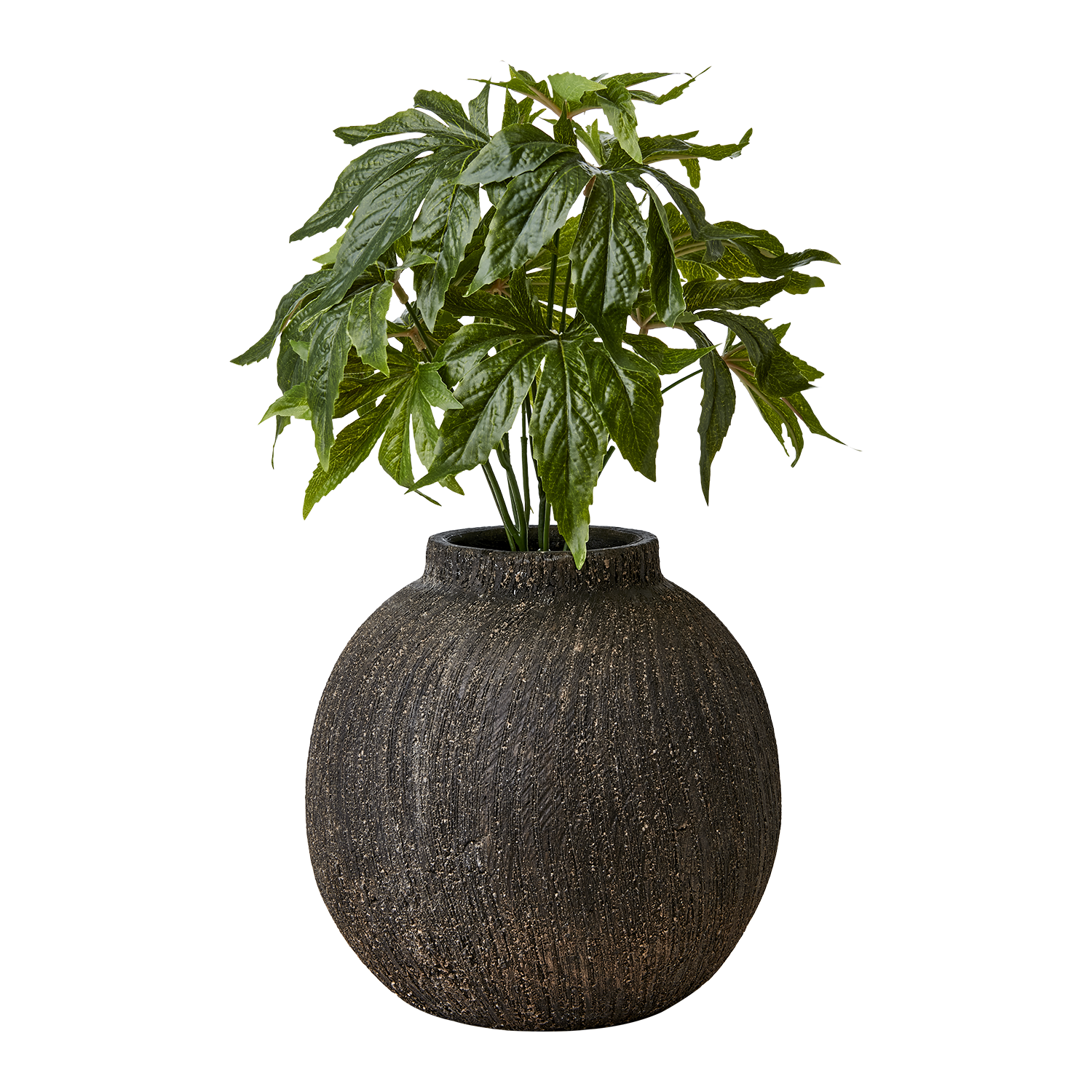 CINO Kruka, Brun 2st