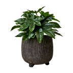 CINO Kruka L, Brun 2st