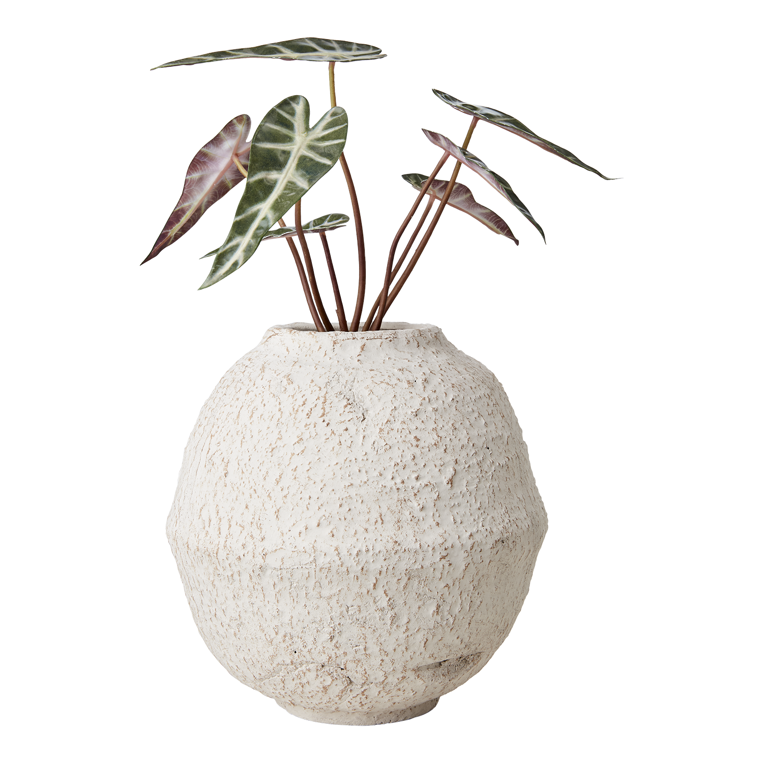 CREAM Kruka, Elfenben