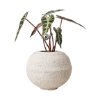 CREAM Kruka, Elfenben 2st