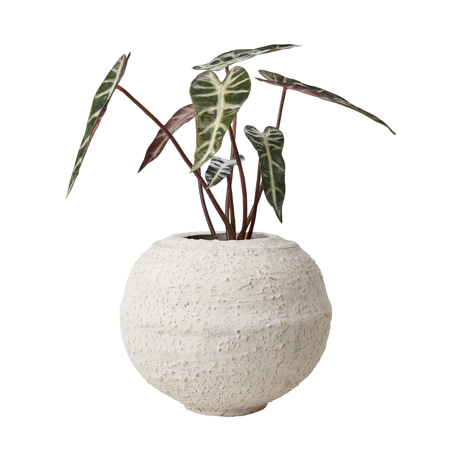 CREAM Kruka, Elfenben 2st