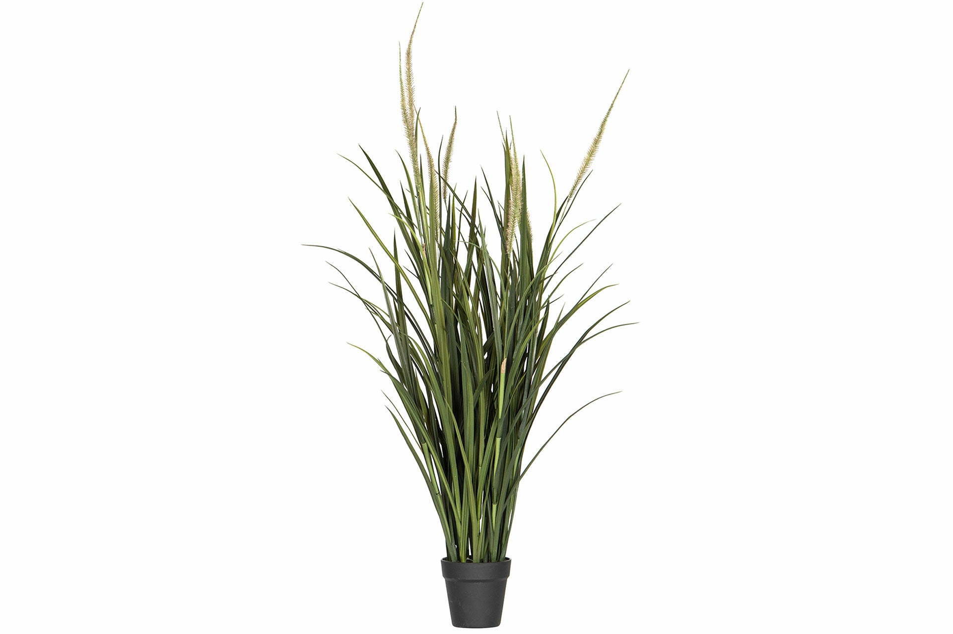 Dunborstgräs Konstväxt