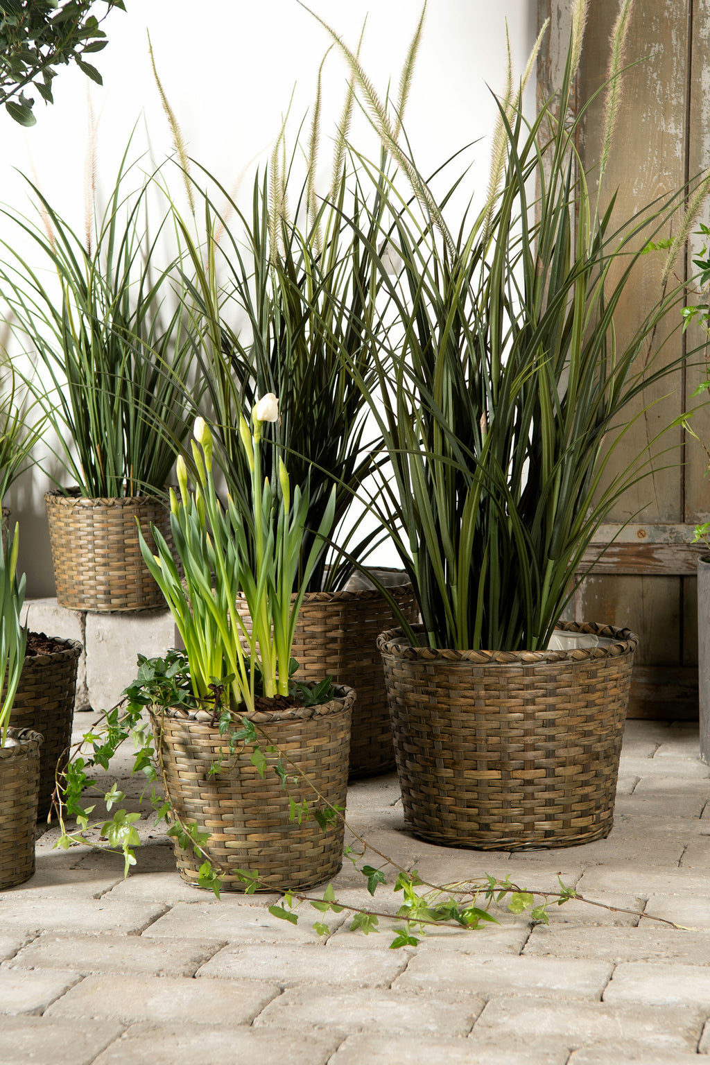 Dunborstgräs Konstväxt