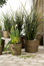 Dunborstgräs Konstväxt