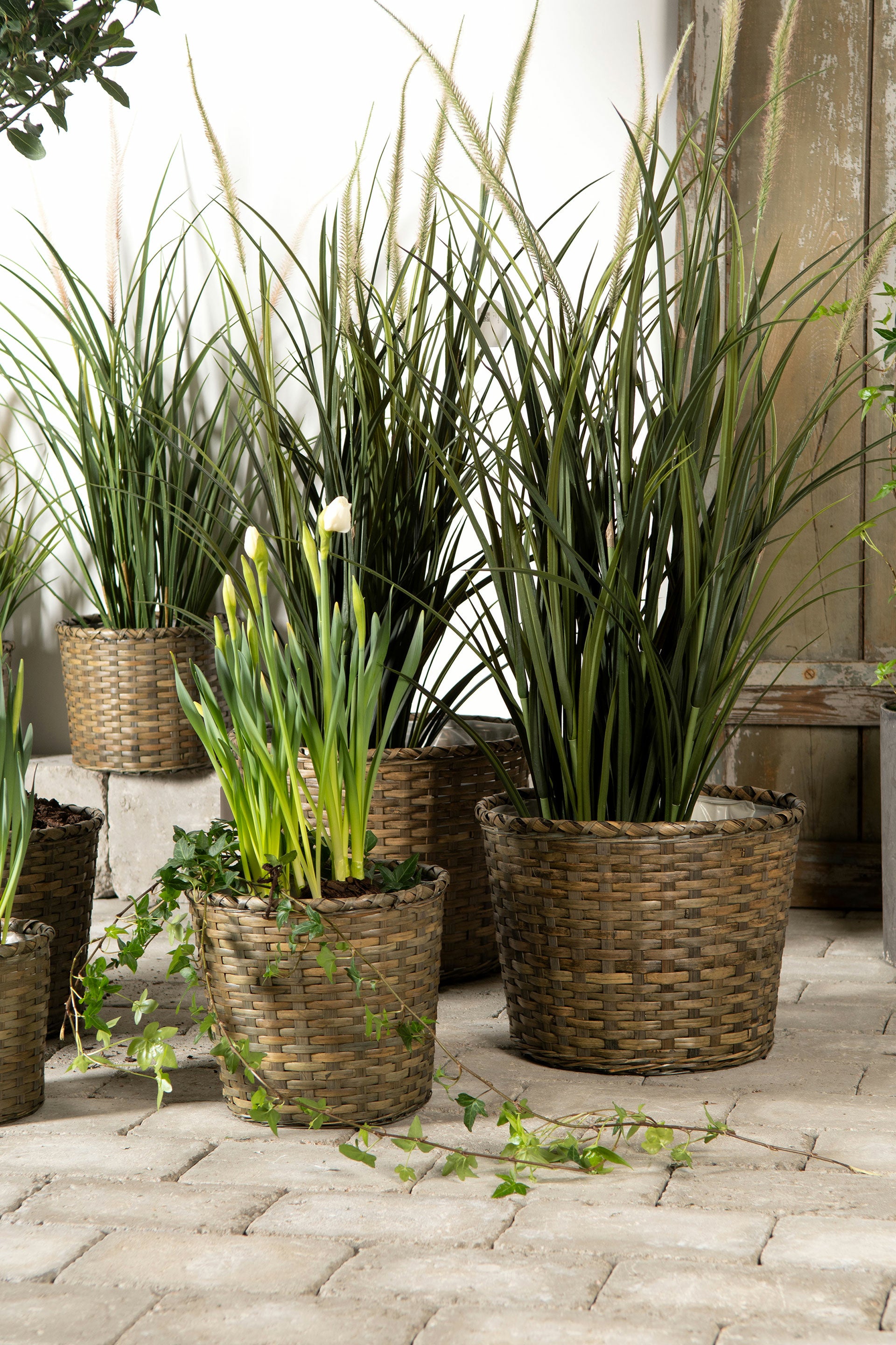 Dunborstgräs Konstväxt