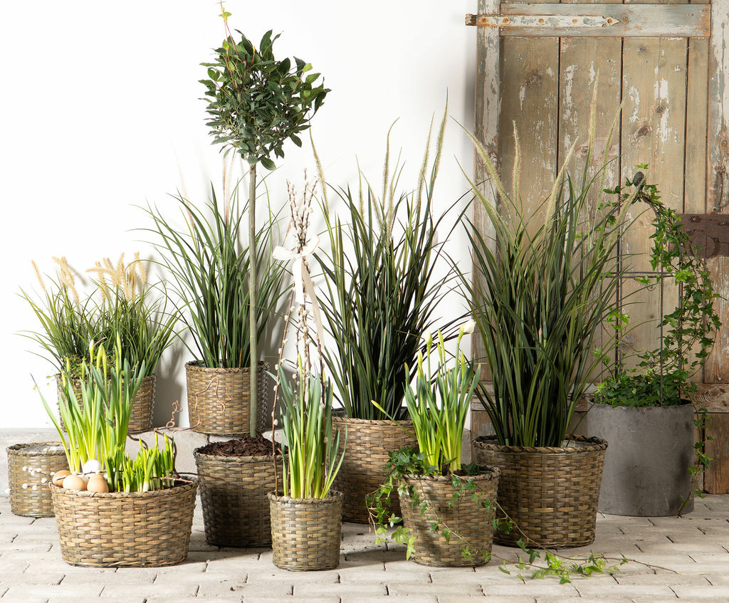 Dunborstgräs Konstväxt