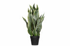 Sansevieria Konstväxt
