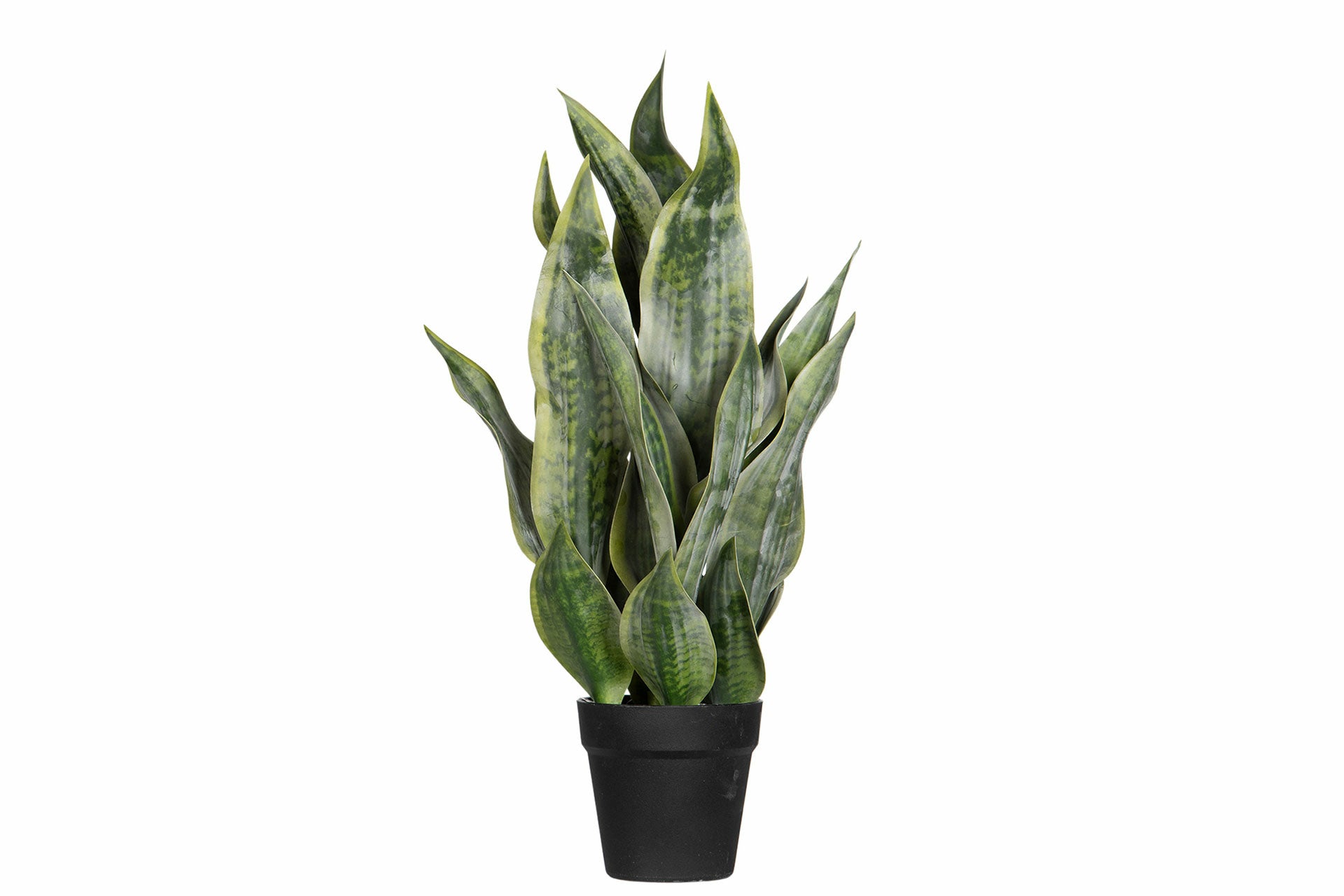 Sansevieria Konstväxt