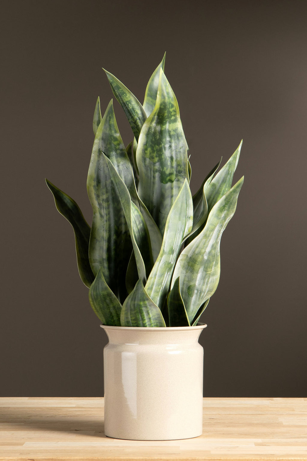 Sansevieria Konstväxt