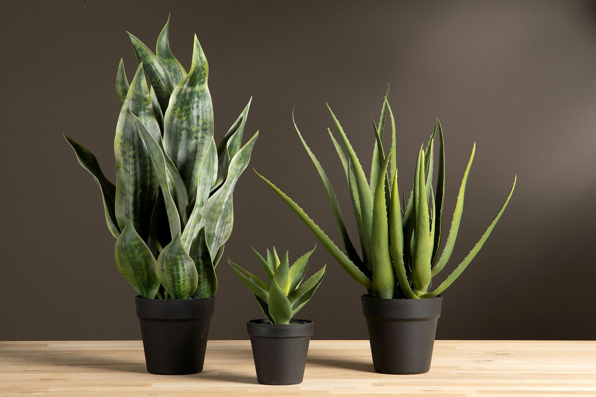 Sansevieria Konstväxt