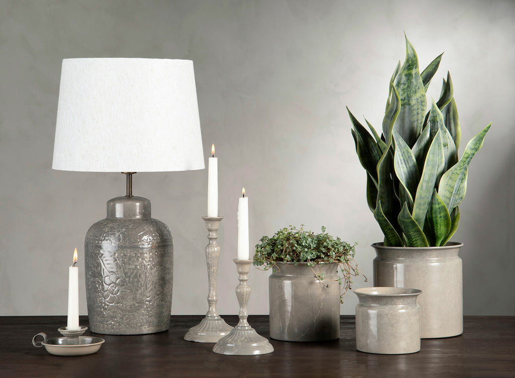 Sansevieria Konstväxt