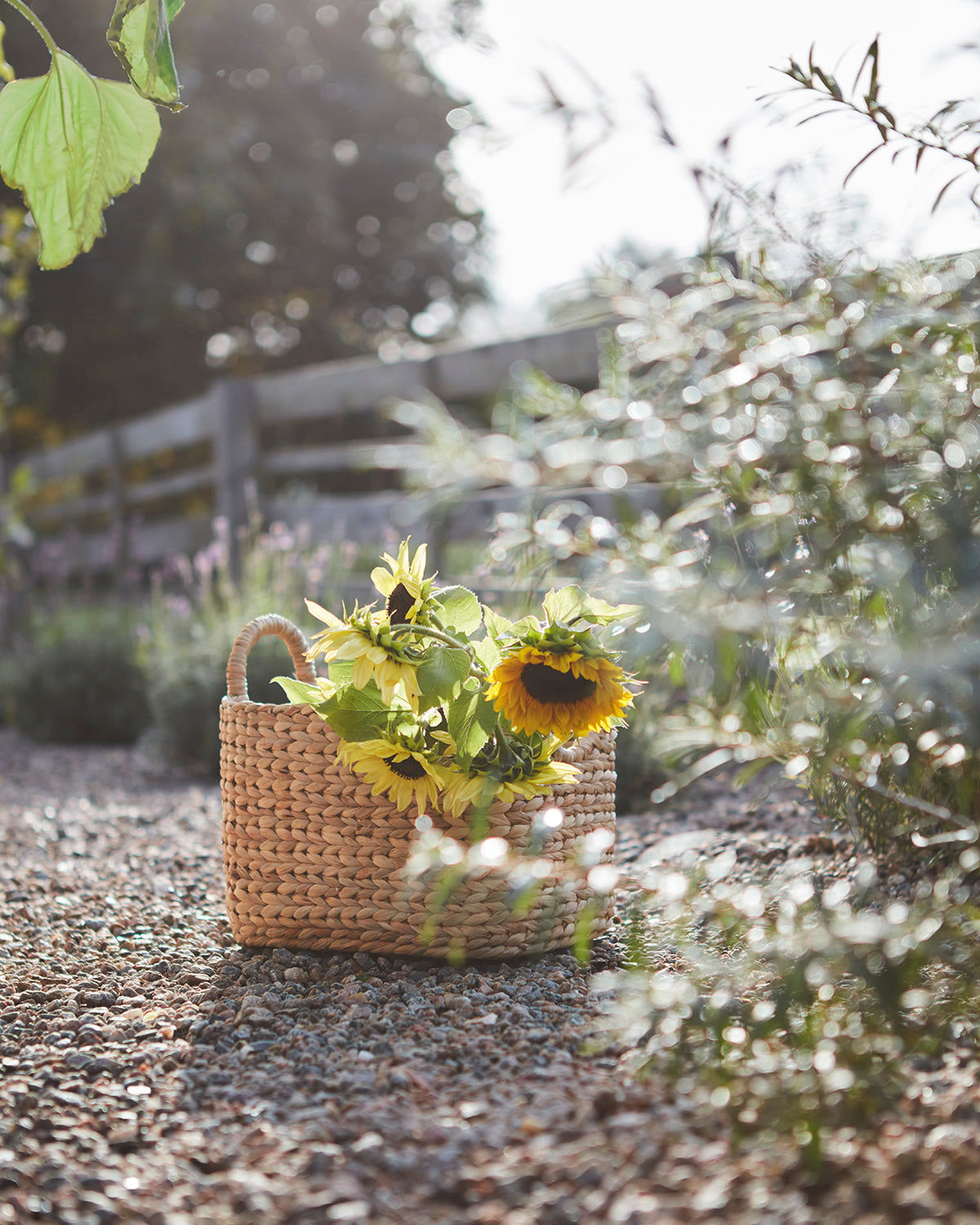 COLLECT Korg, set om 2, Natur