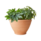 ALBIN Kruka, Terrakotta