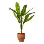 ALBIN Kruka L, Terrakotta