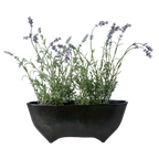 RUBEN Kruka, Mörkbrun