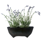 RUBEN Kruka, Mörkbrun