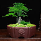 Lila Sandkruka Bonsai & Suckulenter – Andningsbar Djurhuvudnit Dekor