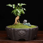 Lila Sandkruka Bonsai & Suckulenter – Andningsbar Djurhuvudnit Dekor